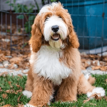 Sir Calvin — stud
