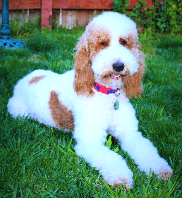 Lily