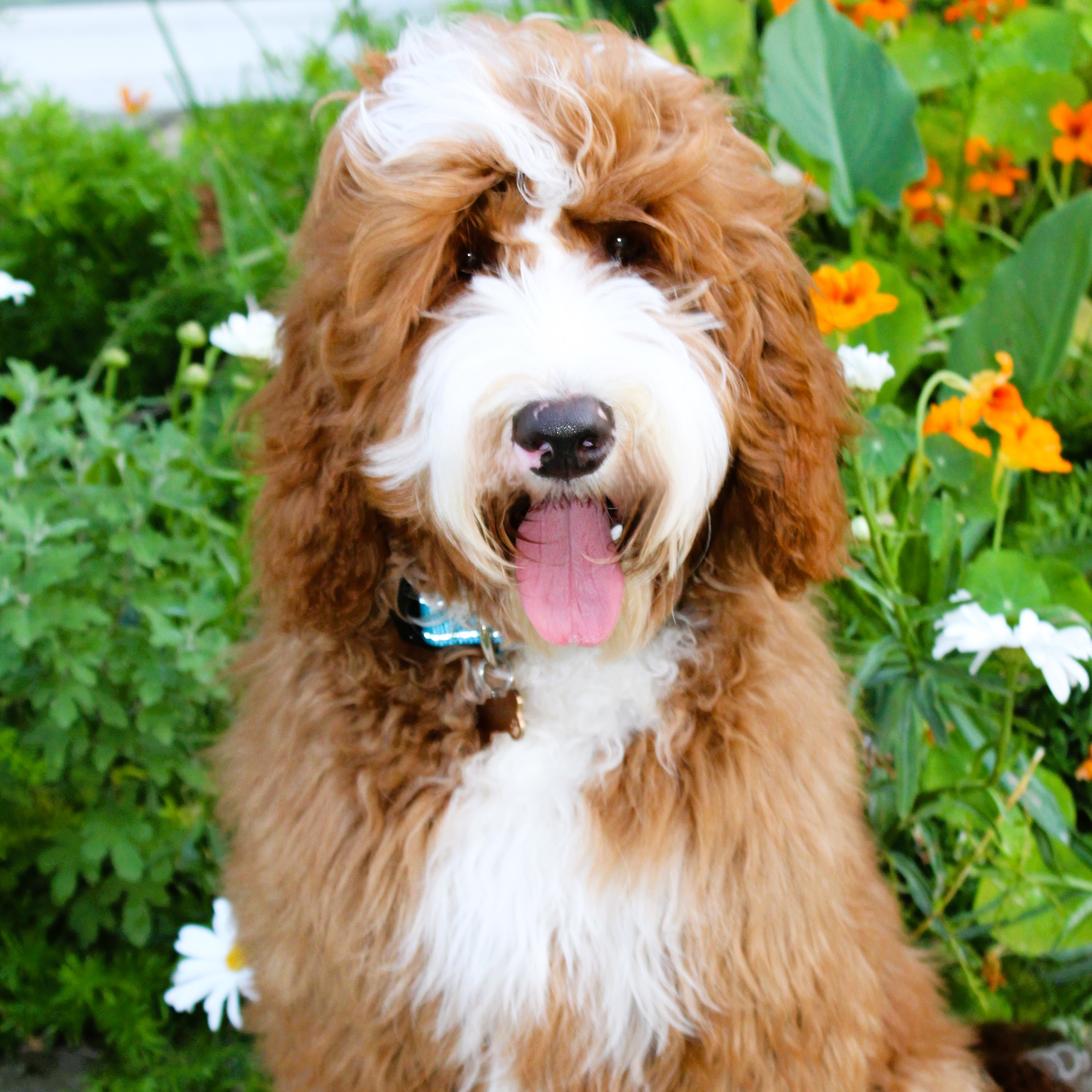 Monkey — Sir Monk Esq. of Lilyslabradoodles
