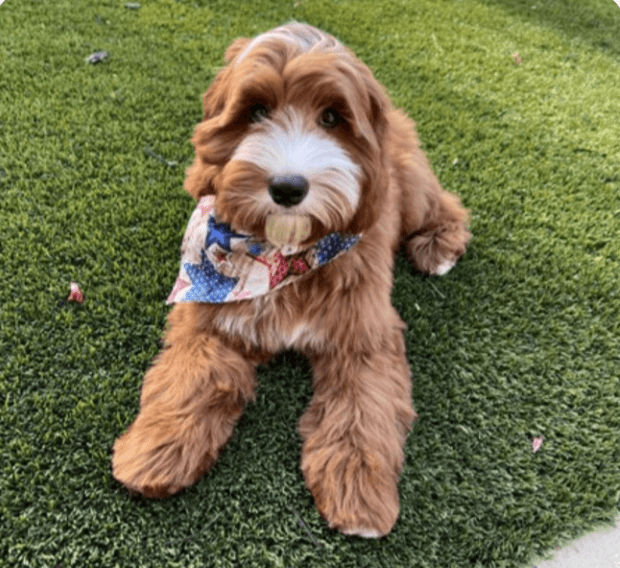 Presley — stud