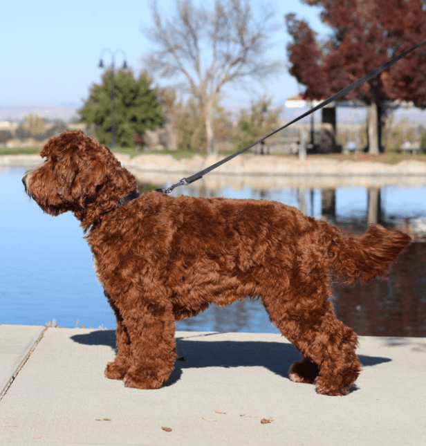 Rudy — stud