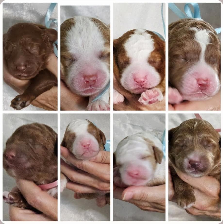 Ruby & Roo's puppies