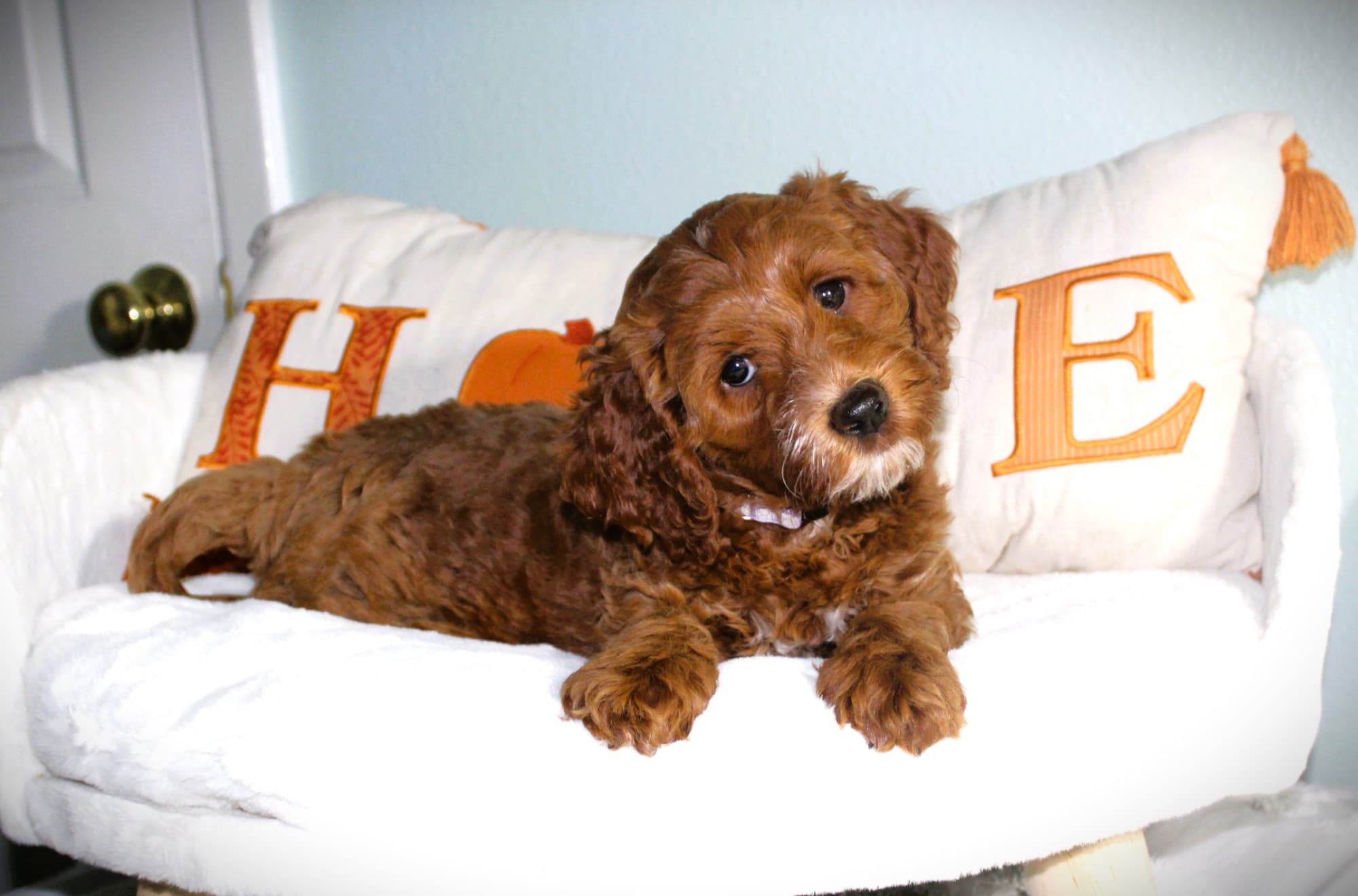 Blossom, a red Australian Labradoodle puppy lying on a white couch with her head tilted