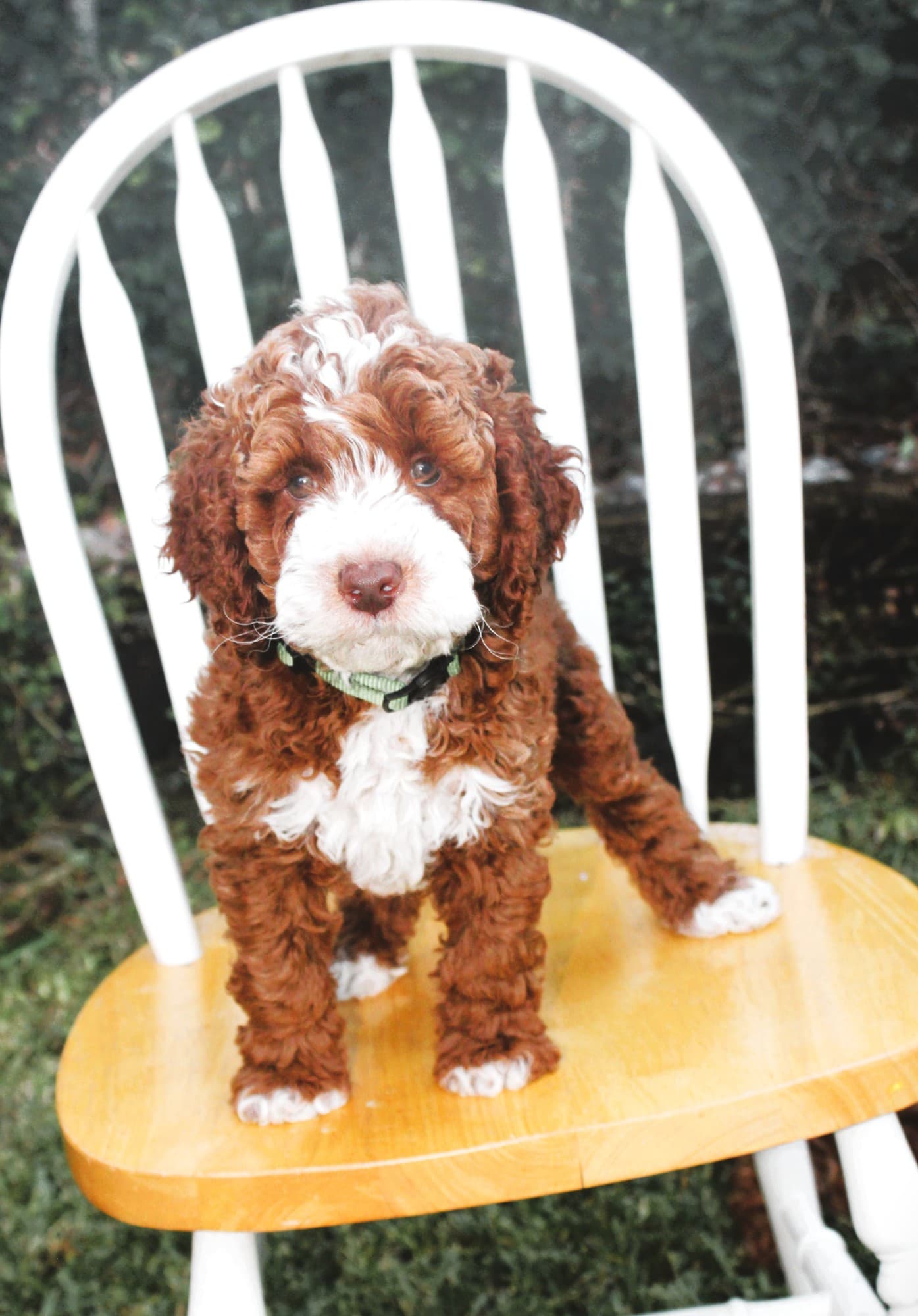 Mr Green Jeans, a red and white Australian Labradoodle puppy standing on a white chair