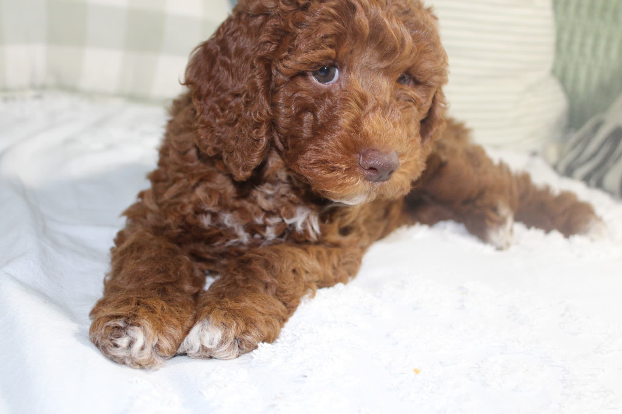 Ms Pinky, a deep red Australian Labradoodle puppy resting on a white blanket